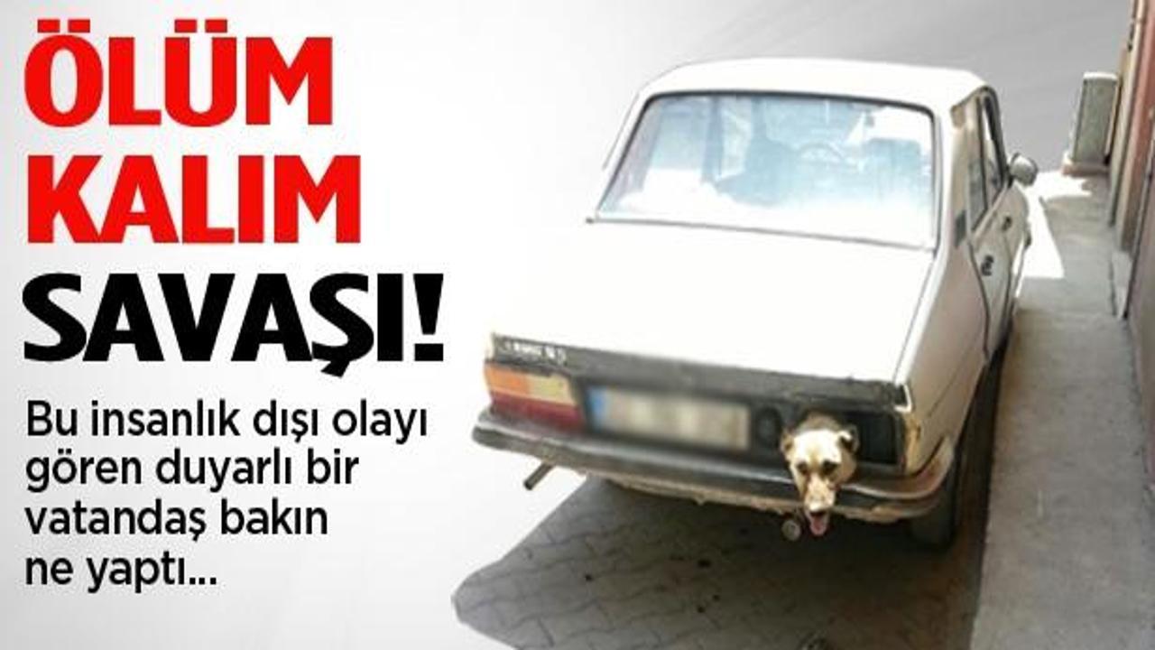 Köpeğin ölüm kalım savaşı!