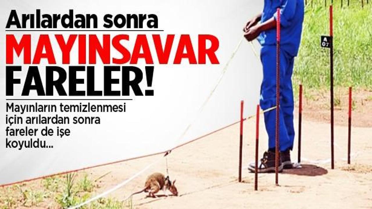 Mayın temizliğini fareler yapıyor!