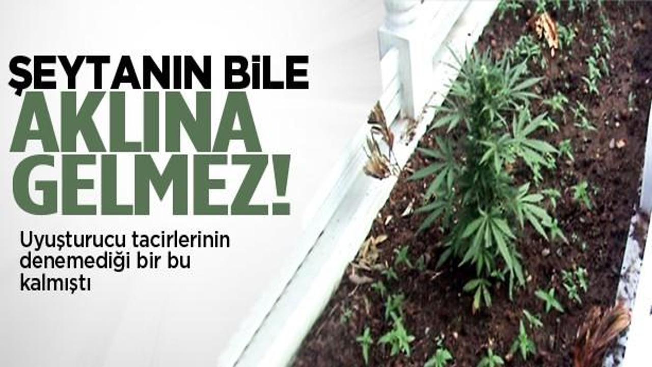 Mezarların üzerinde hintkeneviri yetiştirdiler
