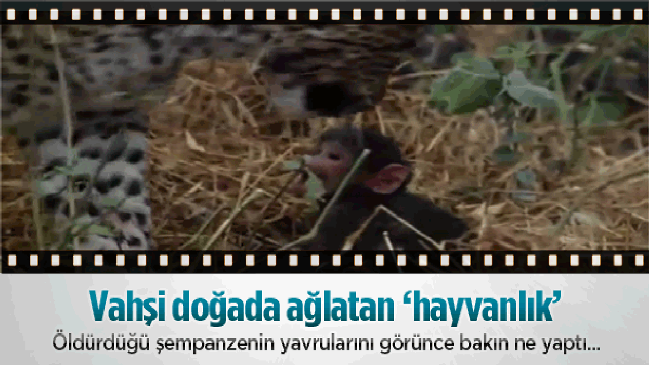 Vahşi doğada ağlatan 'hayvanlık!'