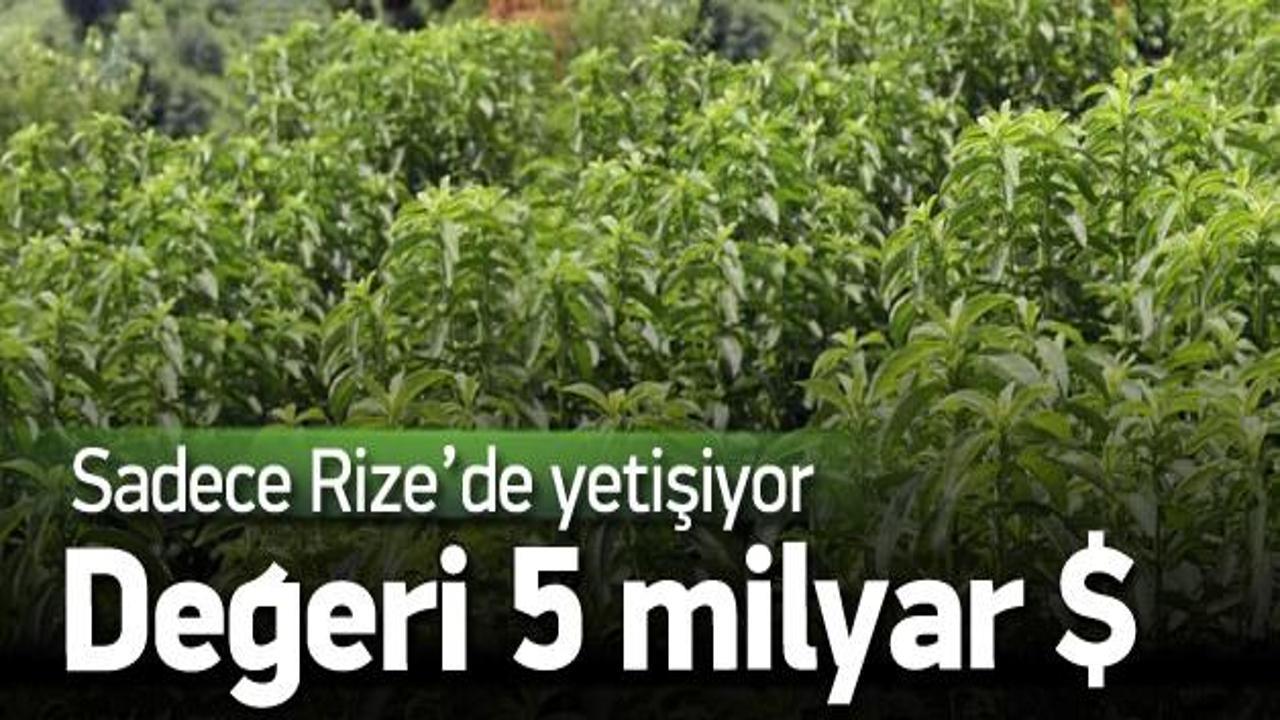 Rize'de 'asrın bitkisi' başarıya ulaştı