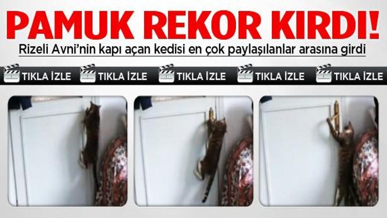 Rize'de kapı a&ccedil;an kedi izlenme rekoru kırıyor