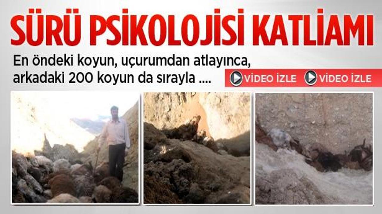 S&uuml;r&uuml; psikolojisi &ouml;ld&uuml;rd&uuml;: 200 koyun telef oldu