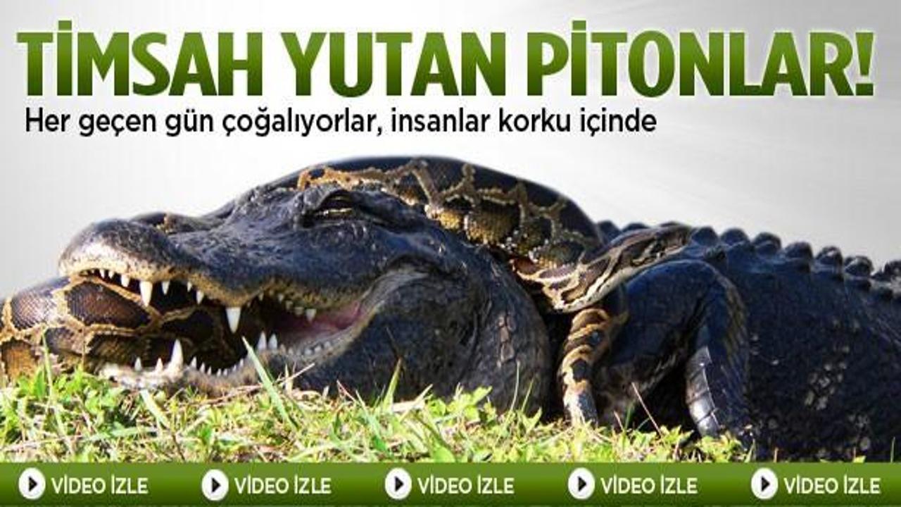 Timsah yutan pitonlar çok olmaya başladı