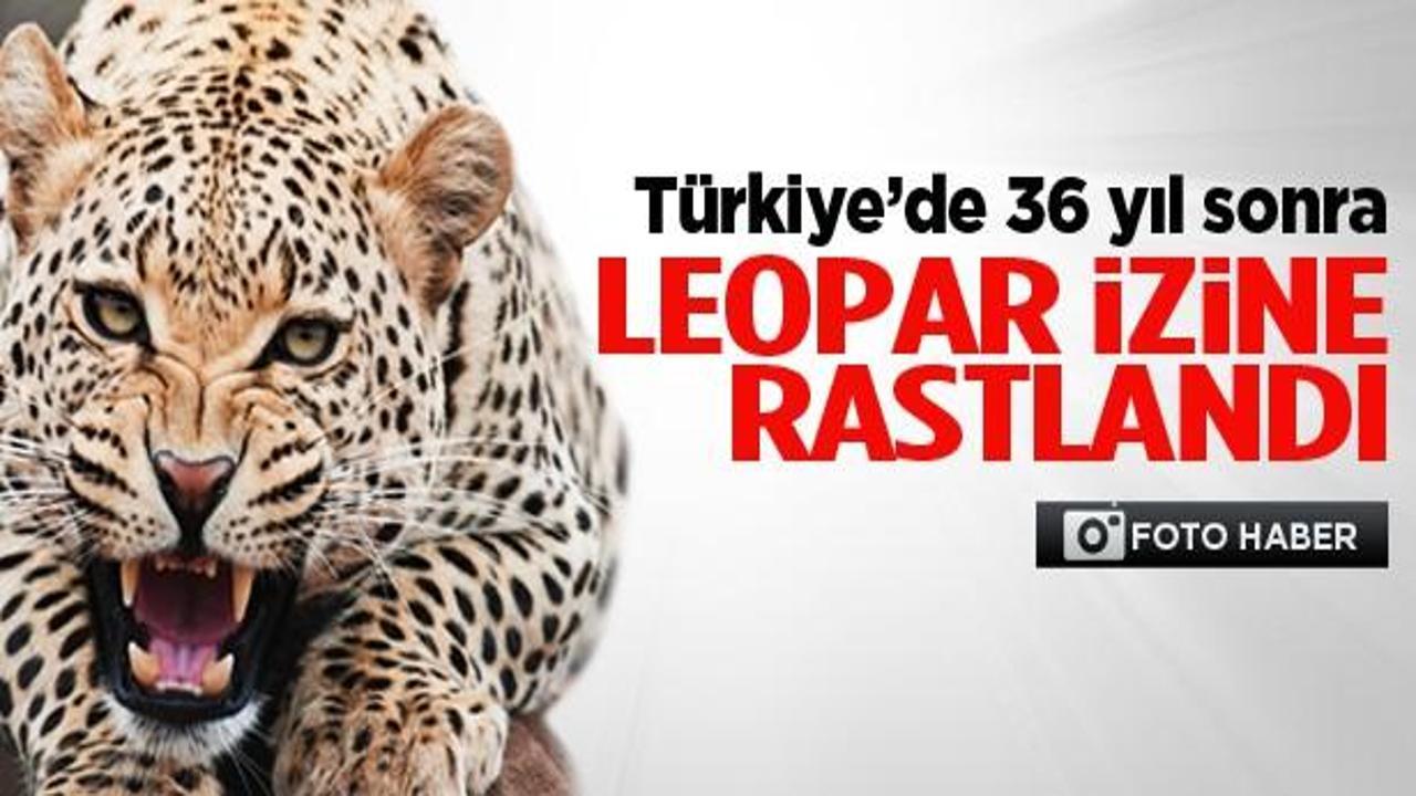 Türkiye'de 36 yıl sonra Leopar izine rastlandı