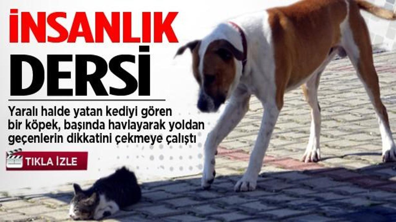 Yaralı kedi i&ccedil;in k&ouml;peğin yardım &ccedil;ağrısı İZLE