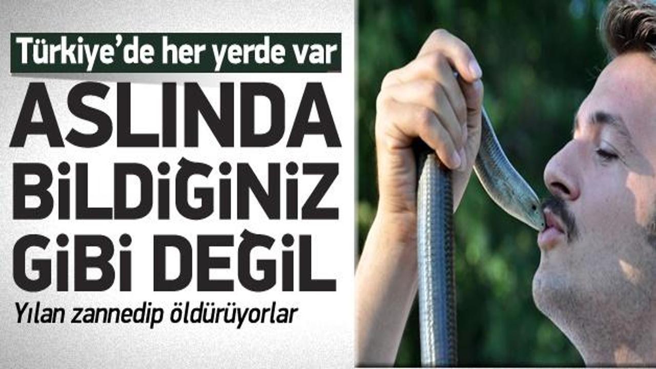 Yılan sanıp öldürüyorlar ama onlar zararsız