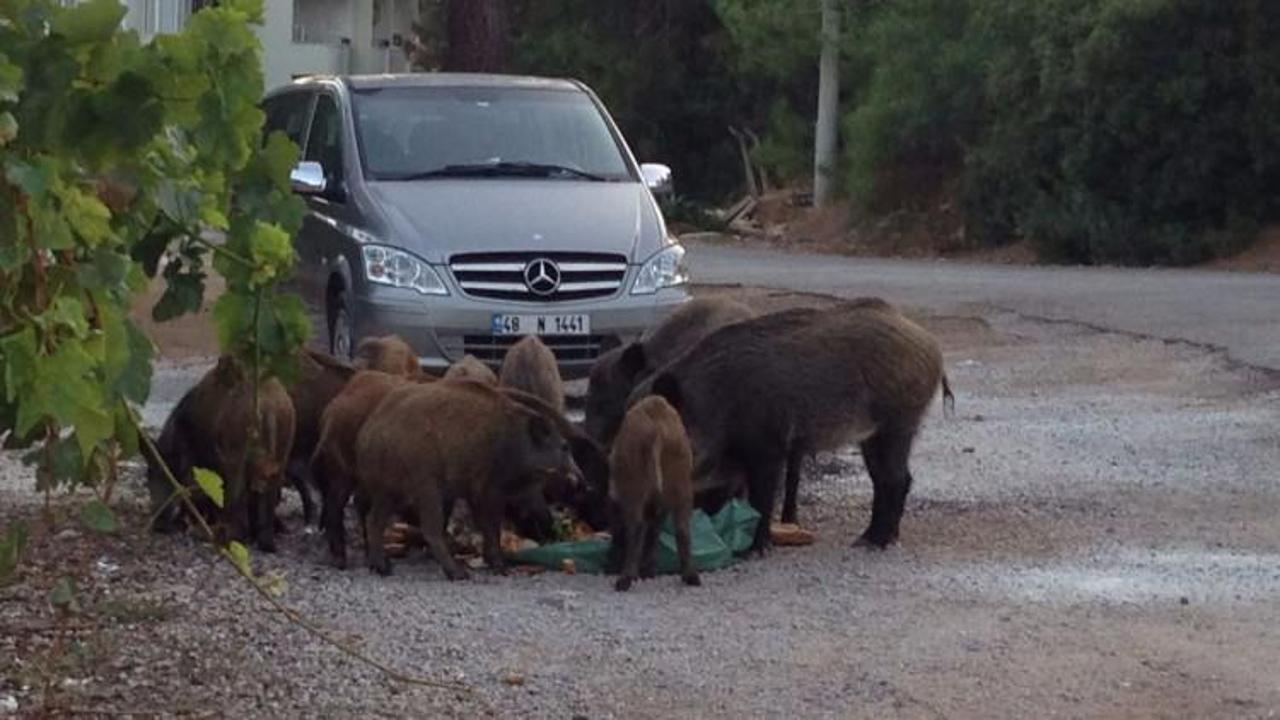 Кабаны в мармарисе. Кабаны на улицах италии. Кабаны в израиле. Кабана на пляже. Дикие кабаны в италии.
