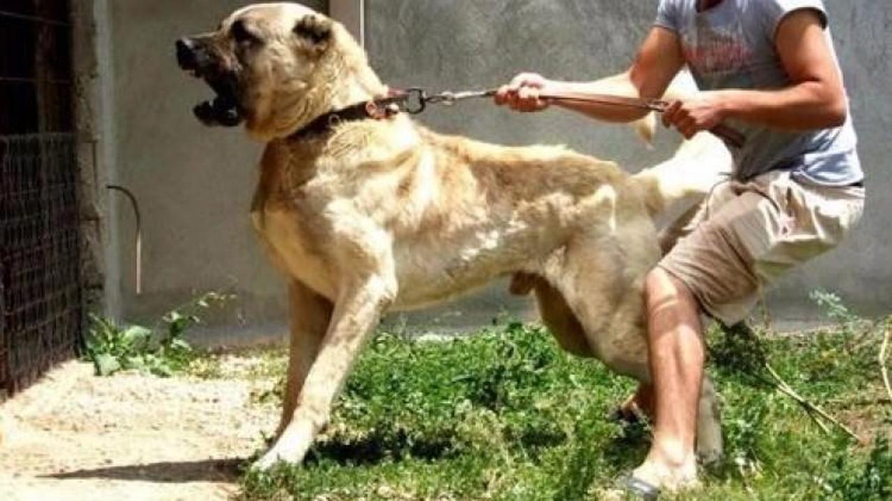Sivas Kangalı ( Karabaş ) Kangal köpeği, Köpek türleri, Köpek