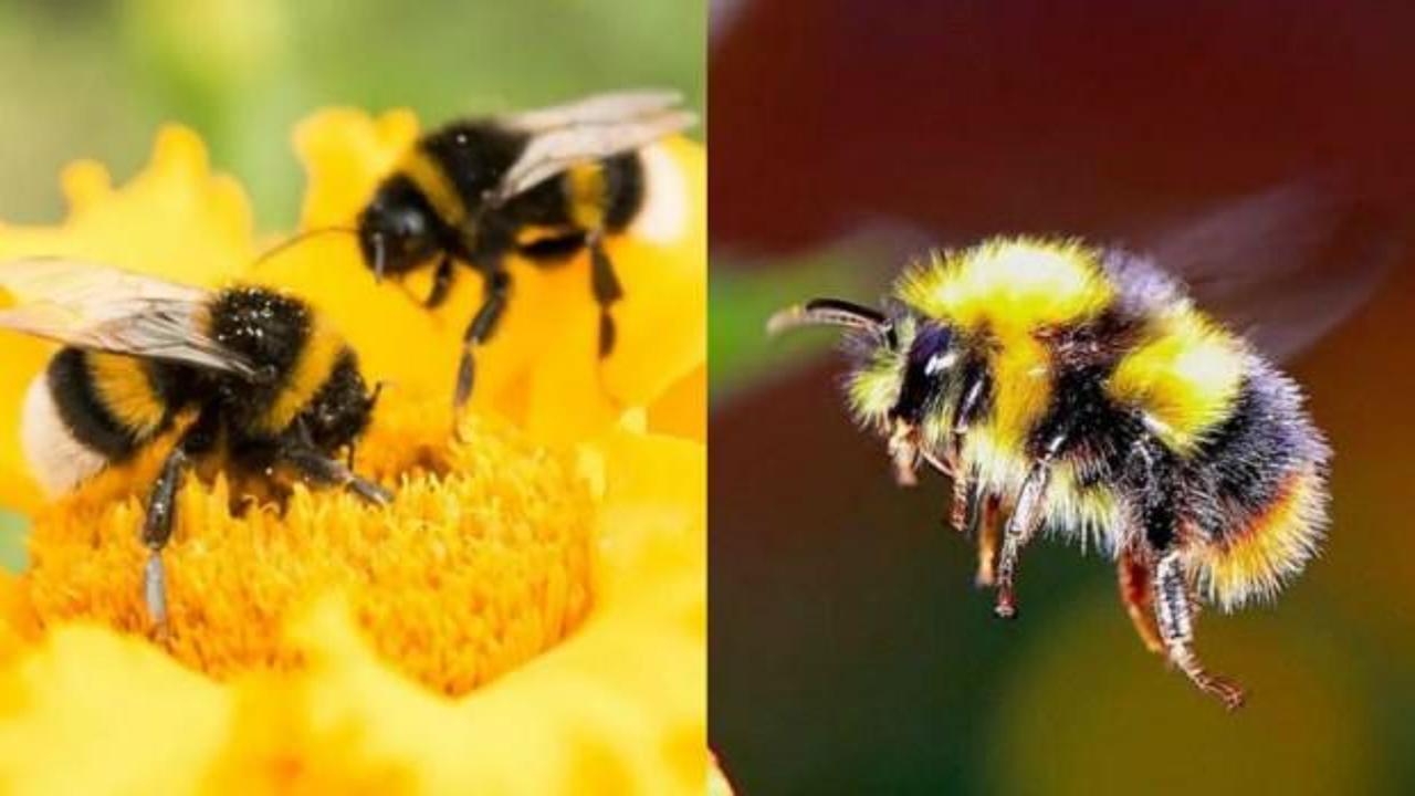 Rüyada arı görmek iyiye mi işaret eder |Rüyada arı hayra mı alamettir