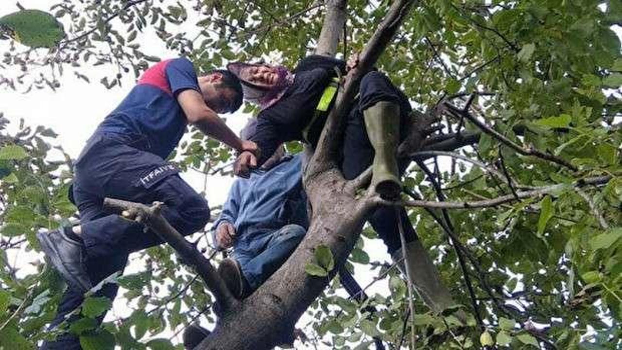 Ceviz toplamak için çıktığı ağaçta mahsur kaldı - Haber 7 GÜNCEL