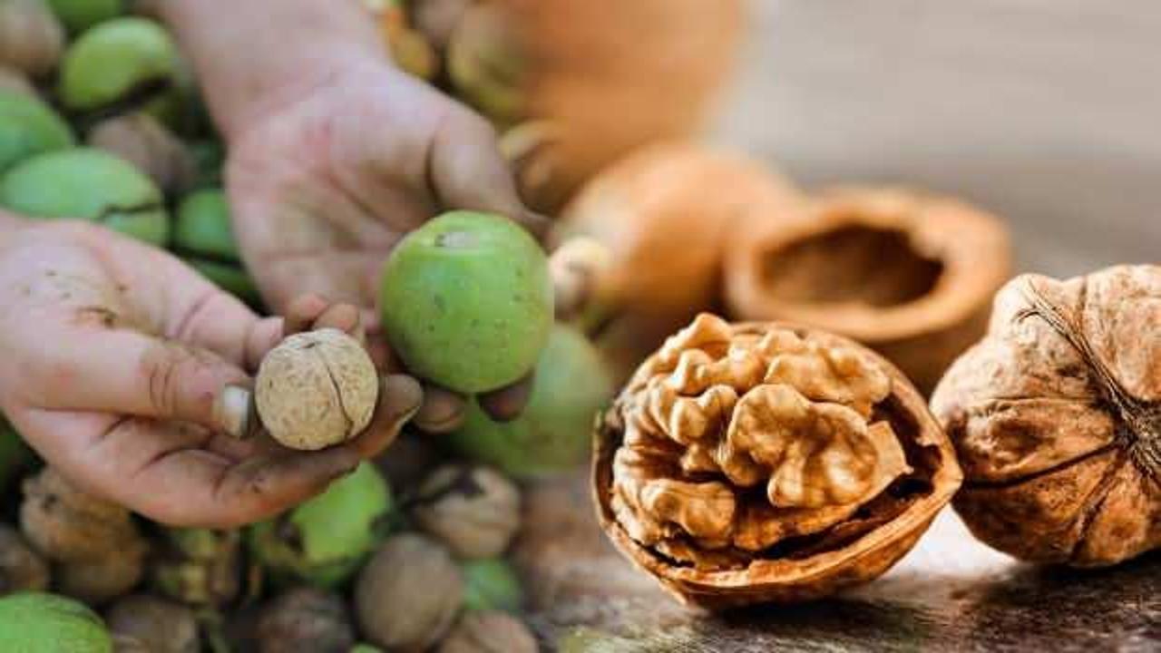 Rüyada ceviz görmek ne demektir? Rüyada ceviz toplamak neye işaret eder