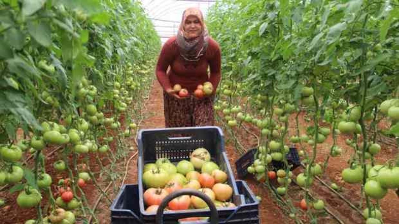 Antalya�da serada 40 dereceye yaklaşan sıcaklıkta domates hasadı