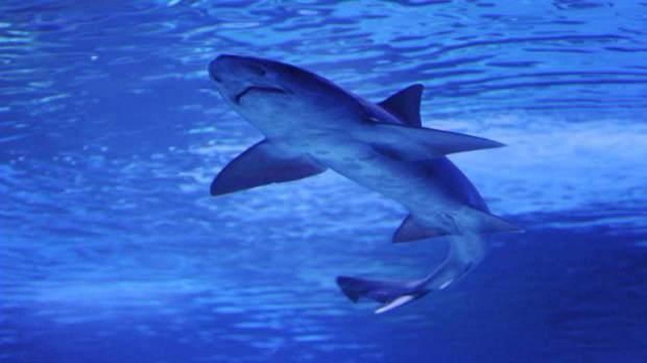 Mısır'da köpek balığı saldırısı: 1 ölü - Haber 7 DÜNYA