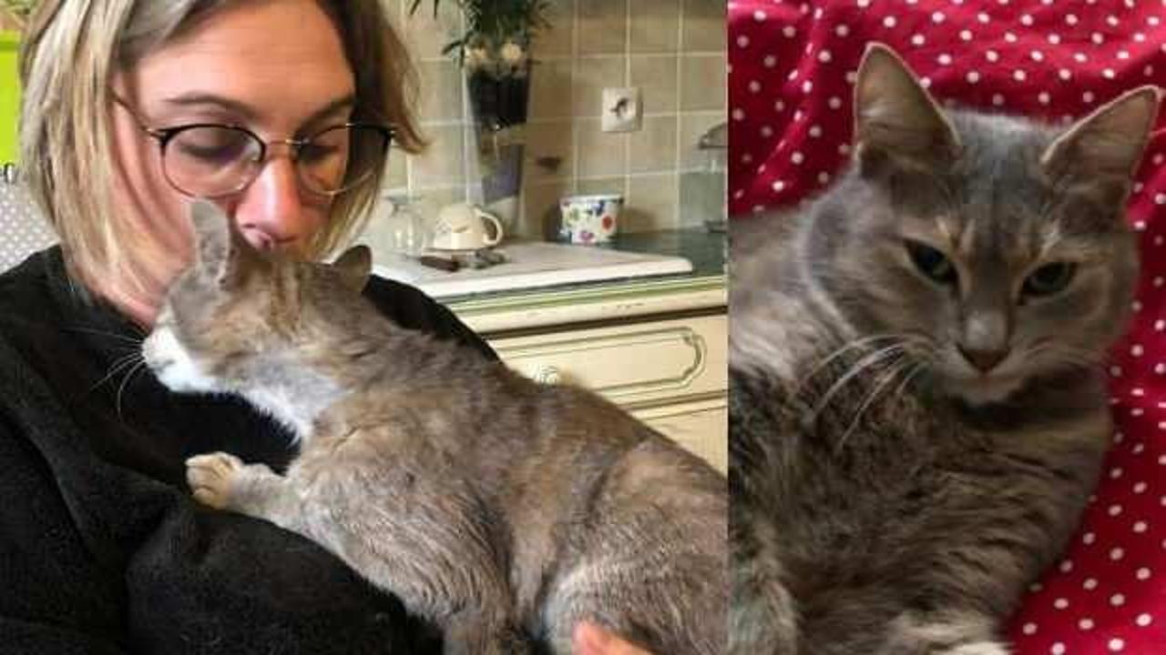 Kedi Cocci eski evine gitmek için 600 kilometre yol katetti - Haber 7 DÜNYA
