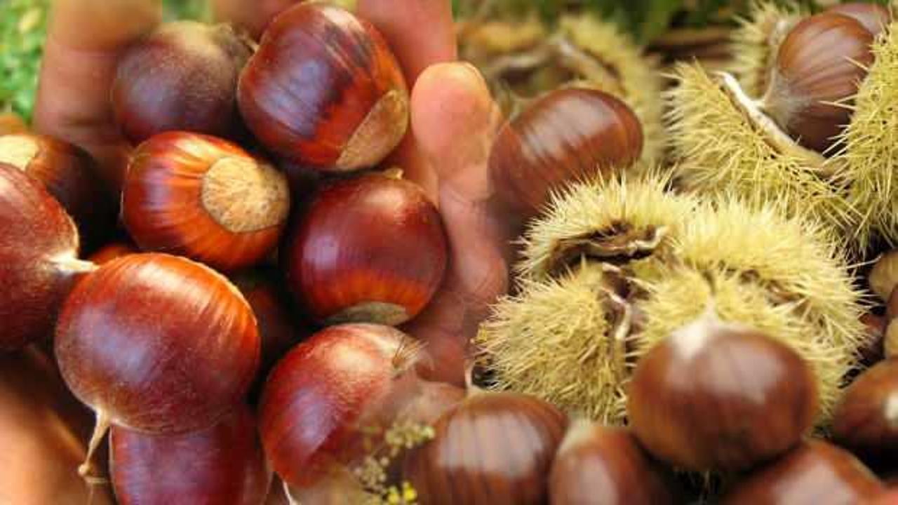 Rüyada kestane görmek ne demek? Rüyada kestane yemek iyiye mi kötüye mi