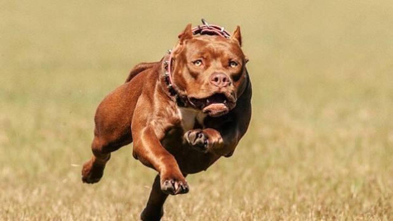 Стаффордширский терьер нянька. Стаффорд в прыжке. Американский питбультерьер бои. Сбежать от питбуля и булочки. Питбуль бежит.