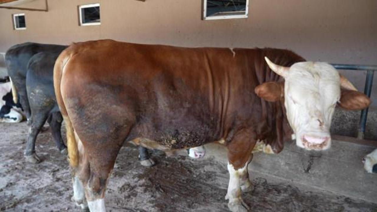 Çiftliğin gözdesi 1 ton 300 kiloluk tosun oldu - Ekonomi Haberleri EKONOMİ