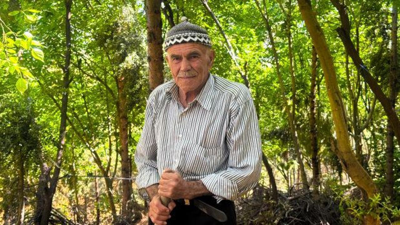 Kurak araziyi yeşertti! 31 yılda 25 bin ağaç diken Şehmus dede anlattı