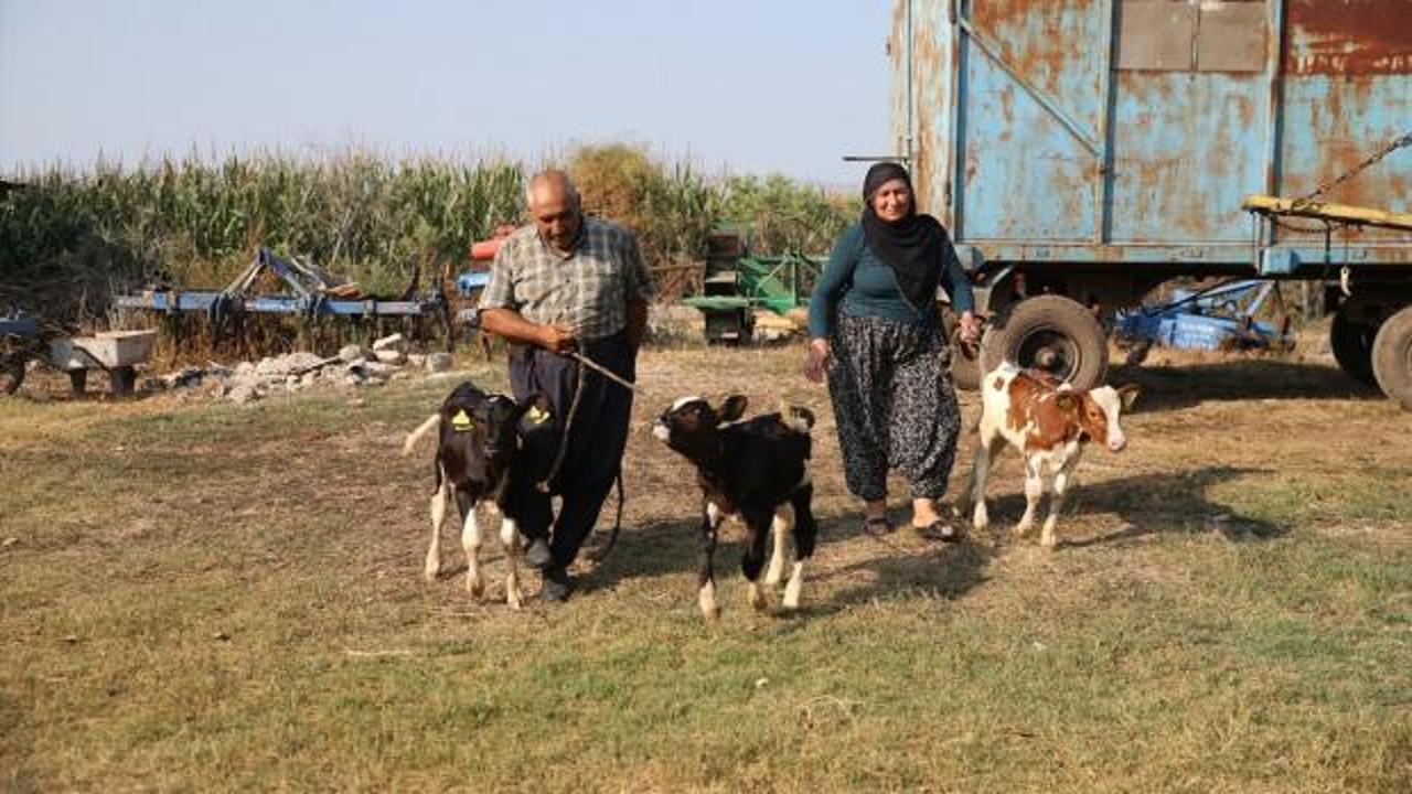 Yüz binde bir görülen vaka! Besici çift, sevinçten havalar uçtu