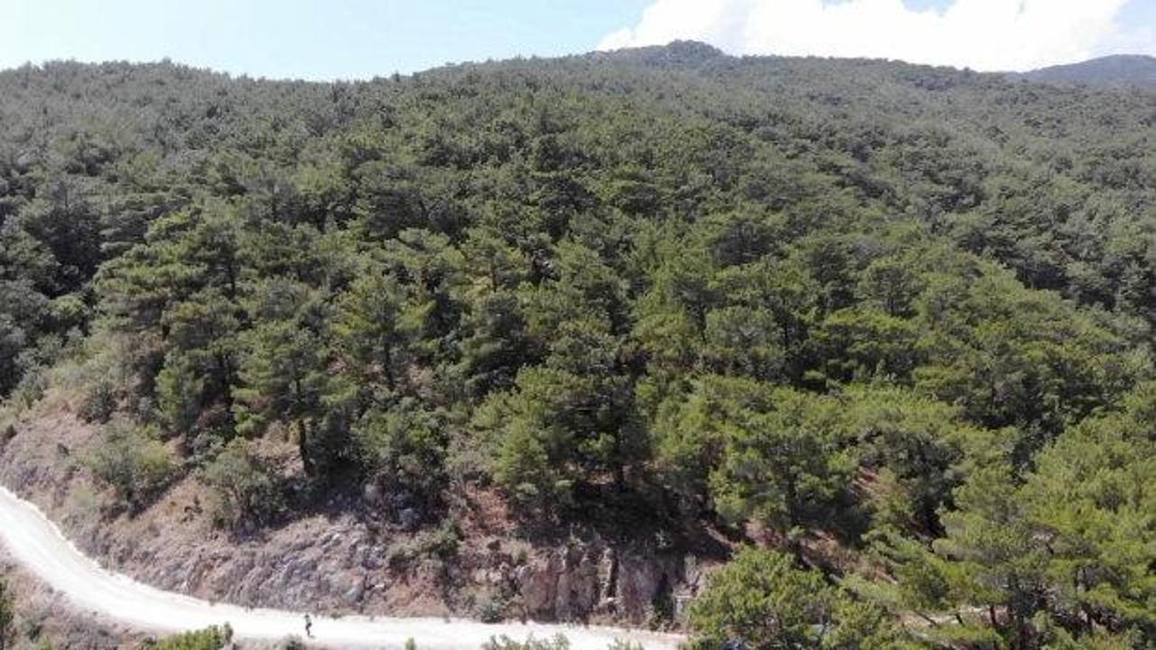 Çanakkale Valiliği'nden orman yangını uyarısı