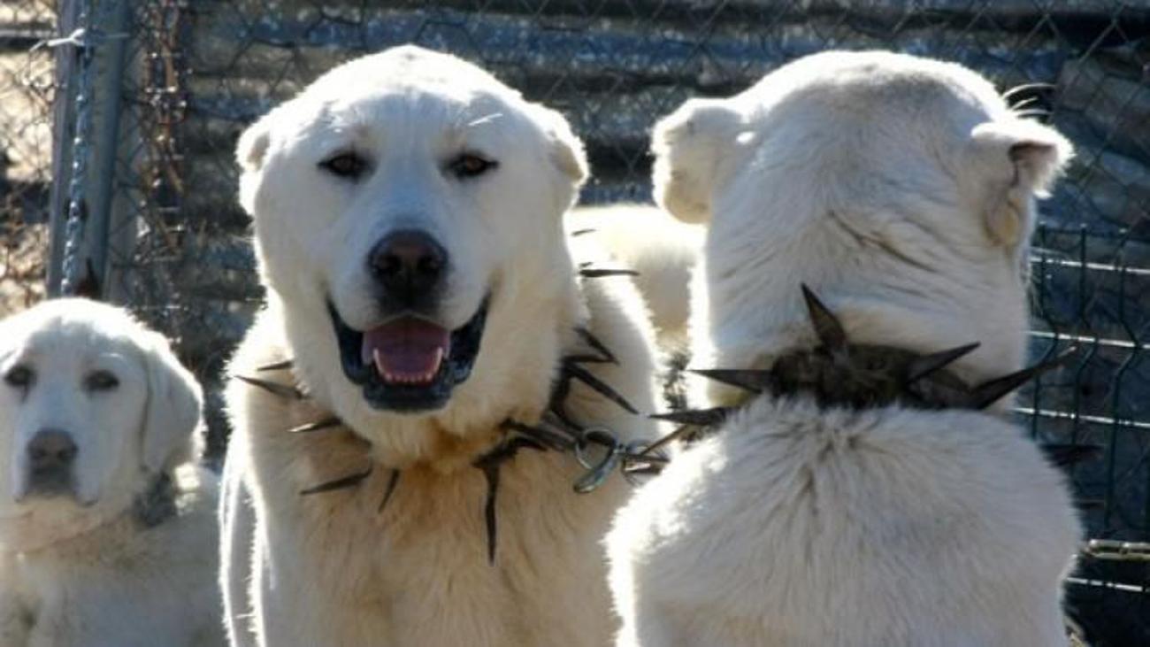 Erdogan A Hediye Edildi Talep Patladi Ekonomi Haberleri