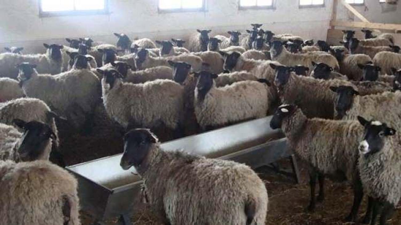 Igdir Haberleri Yok Boyle Kazanc 8 Koyun 1 Yilda 77 Tane Oldu 15 Subat 2018