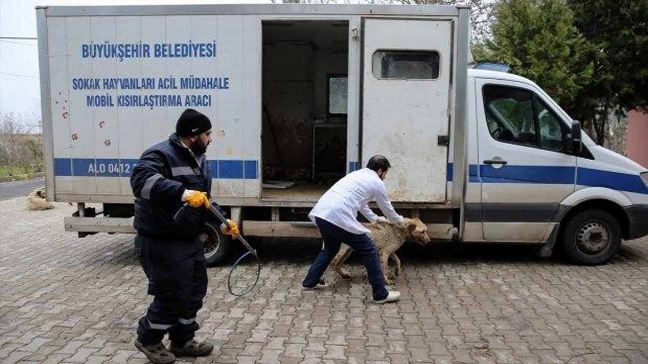 diyarbakir haberleri hasta ve yarali hayvanlara ambulans ile aninda mudahale 29 ocak 2019