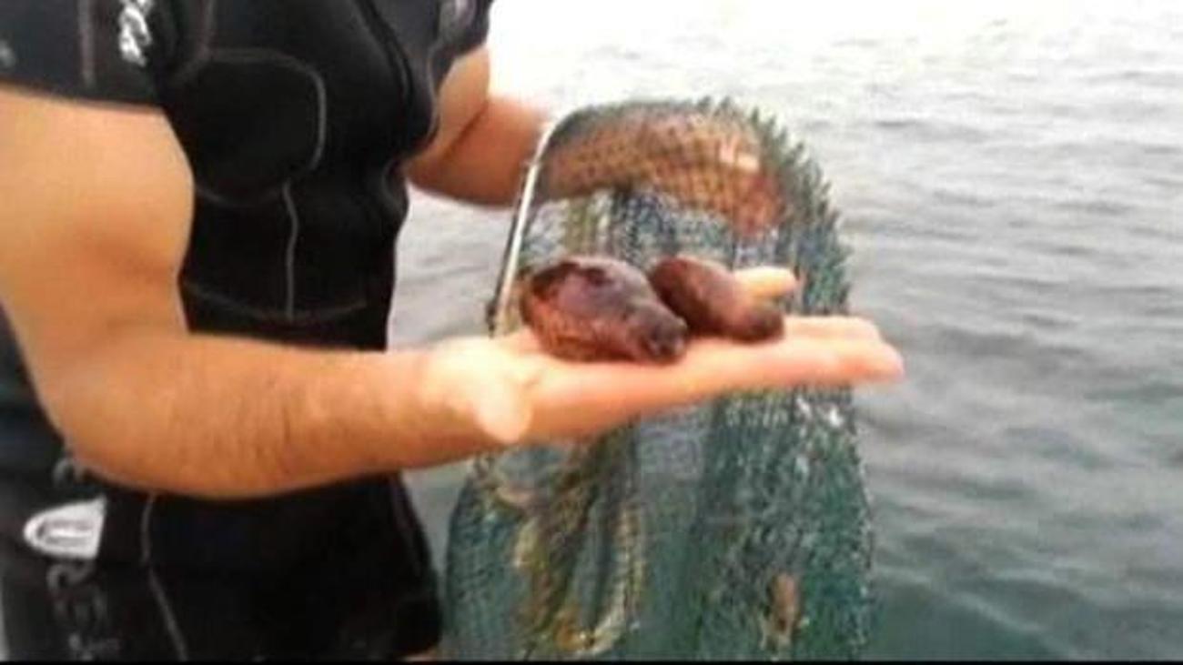 tekirdag da bulundu cezasi 11 bin tl guncel haberleri tekirdag da bulundu cezasi 11 bin tl guncel haberleri