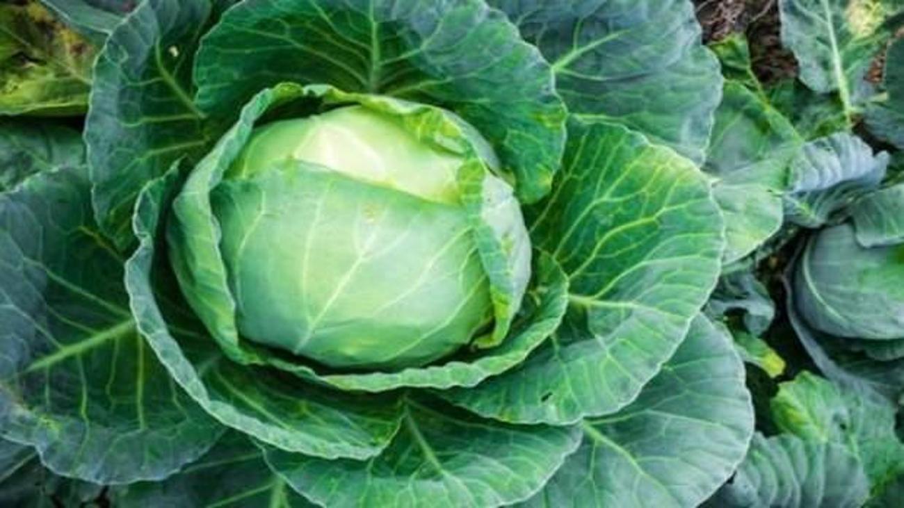 kara lahananin faydalari neler kara lahanada hangi vitaminler vardir saglik haberleri