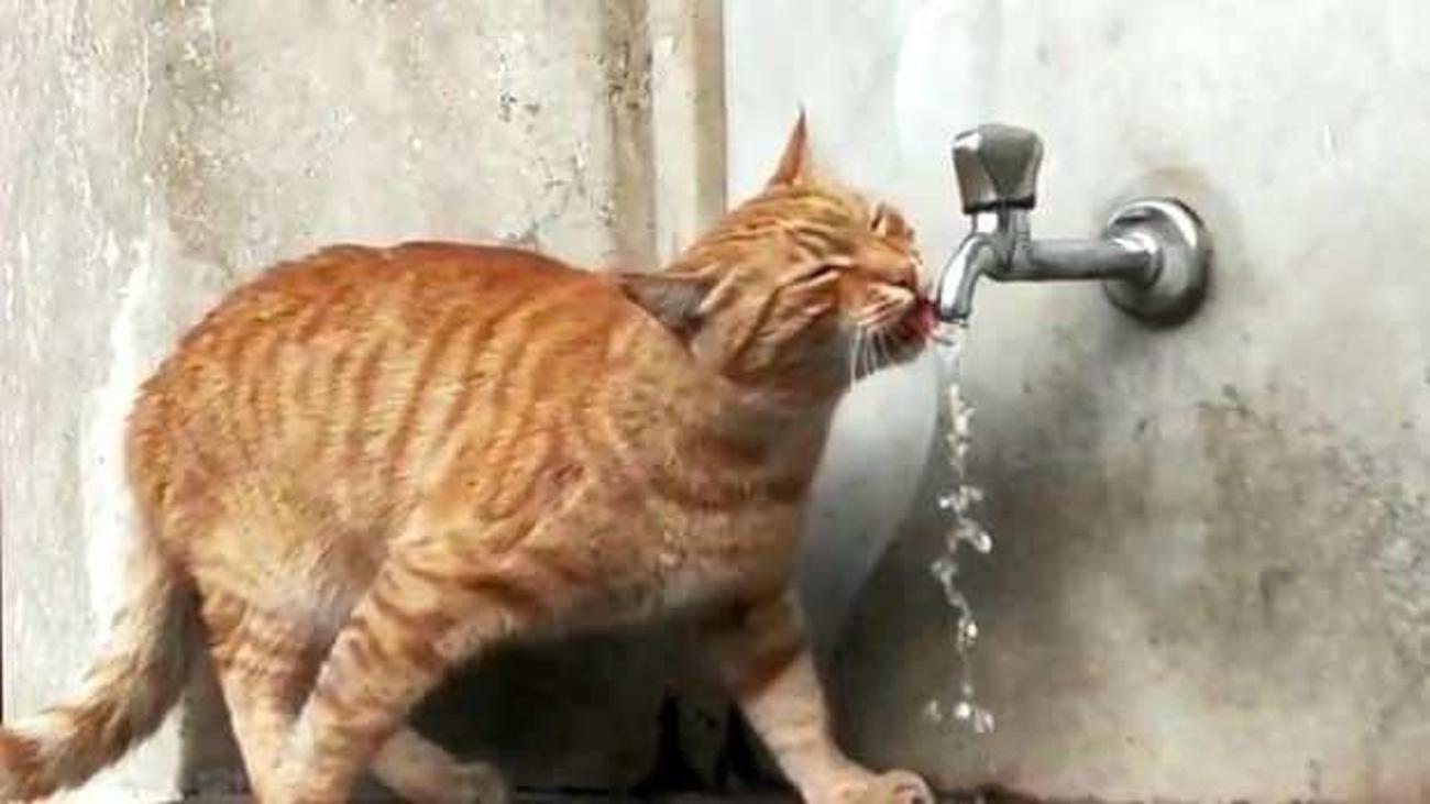 Bursa Haberleri Bu Kedi Cesmeden Baska Hic Bir Yerden Su Icmiyor 20 Ocak 2020