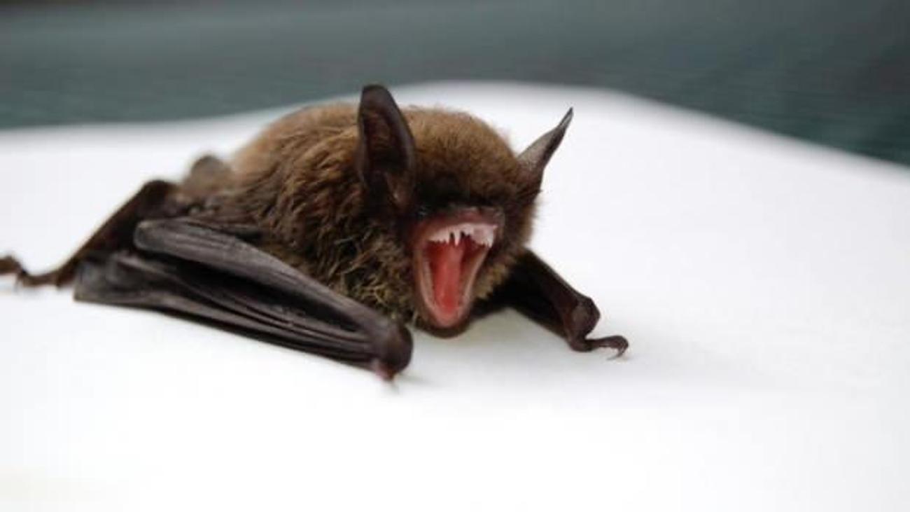 covid 19 ile baglantili ve tehlike derecesi tespit edilemeyen 6 yeni koronavirus turu bulundu dunya haberleri