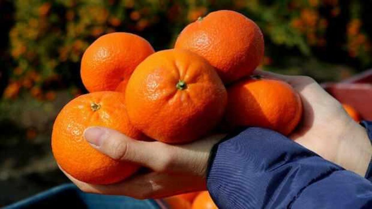 bahce ile market arasinda ucurum var kilosu 10 liraya kadar cikiyor ekonomi haberleri