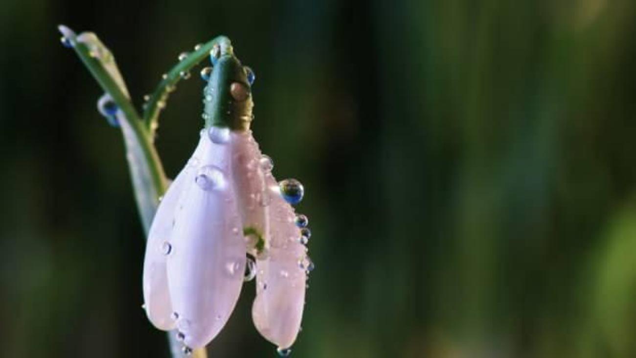 2021 Ilk Cemre Dustu Mu Kac Cesit Cemre Vardir Yasam Haberleri