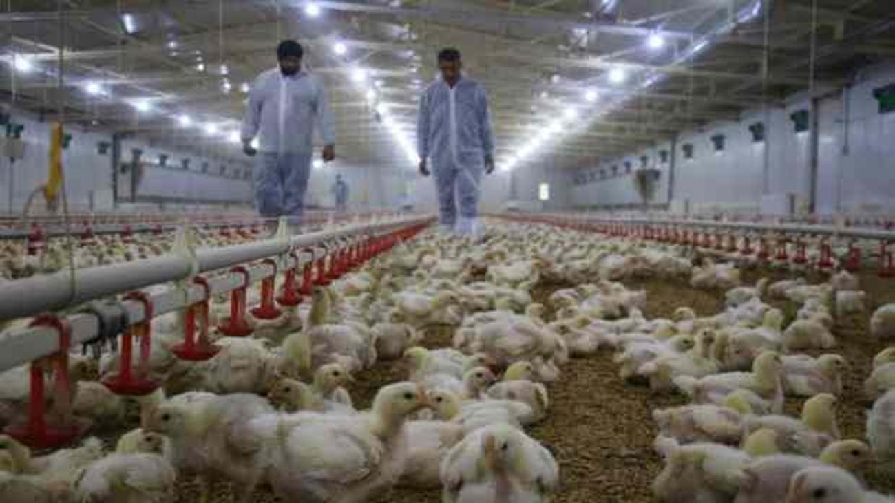 Devlet Destegiyle Kurdu Yilda 300 Bin Tl Kazaniyor Ekonomi Haberleri Devlet Destegiyle Kurdu Yilda 300 Bin Tl Kazaniyor Ekonomi Haberleri