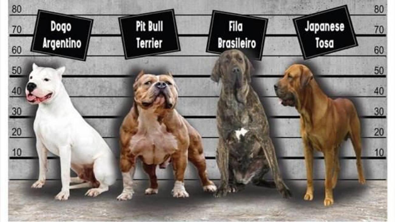 Bu 4 Kopek Turunu Sahiplenenler Ceza Odeyecek Guncel Haberleri