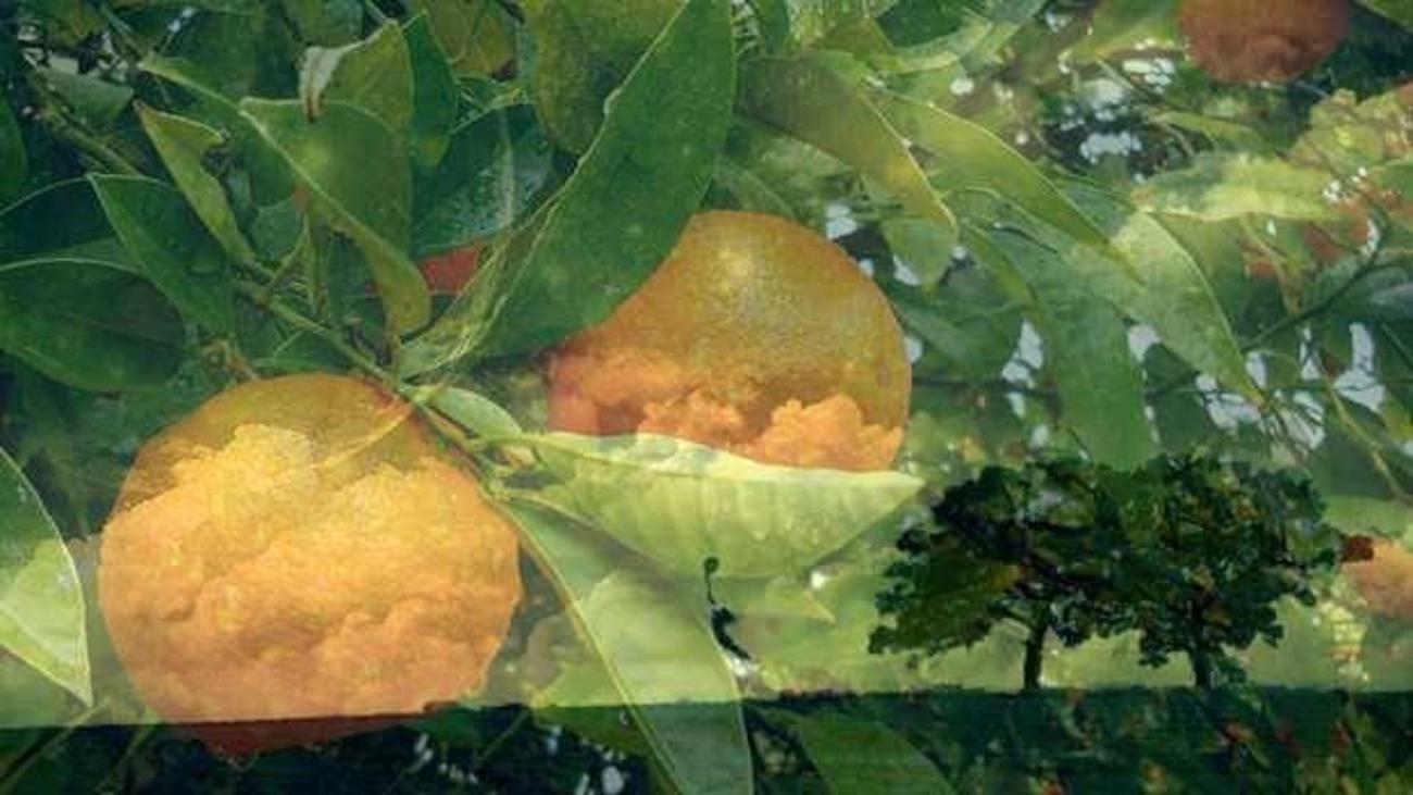 Ruyada Portakal Gormek Ne Demek Ruyada Portakal Soymak Hayirli Midir Dini Bilgiler Haberleri