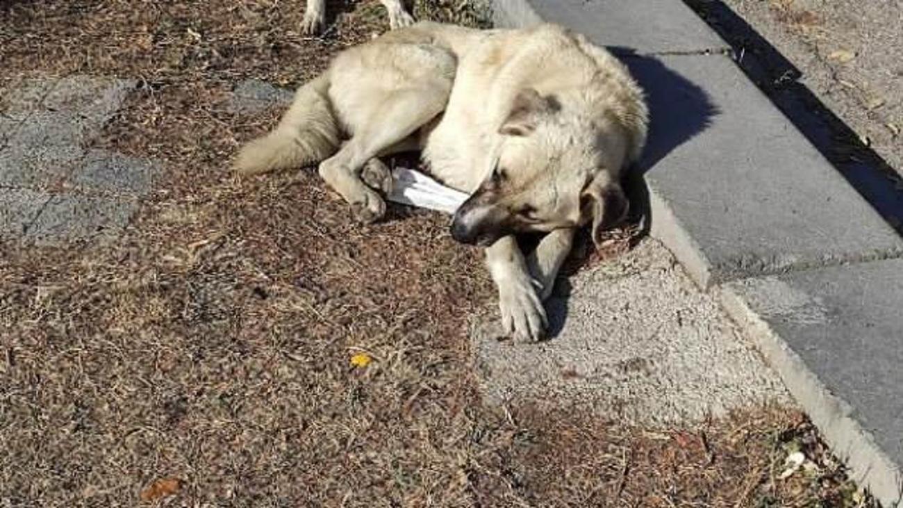 Tavuk Cigeri Verilerek Zehirlenen Kedi Ve Kopek Oldu 3 Sayfa Haberleri