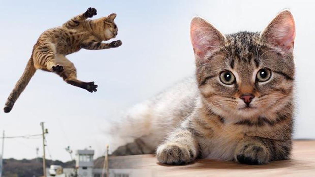 ruyada yavru kedi olusu gormek kedi sesi