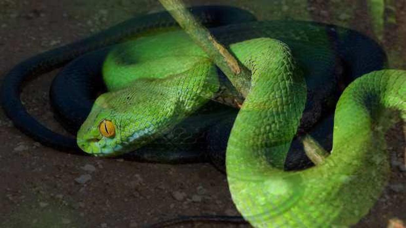 ruyada yilan gormek ne demek ruyada yilanin kactigini gormek hayir mi ser mi dini bilgiler haberleri