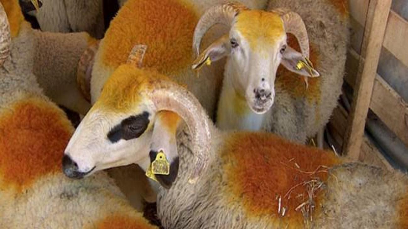 kurban kesimi kurban kesilirken hangi dua okunur guncel haberleri