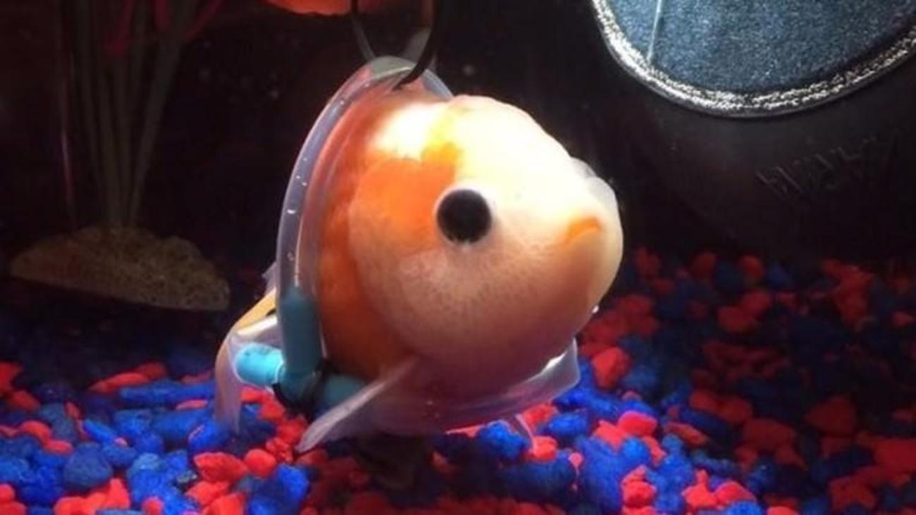 Hasta balığa "tekerlekli sandalye" yaptı Yaşam Haberleri Hasta balığa "tekerlekli sandalye" yaptı Yaşam Haberleri