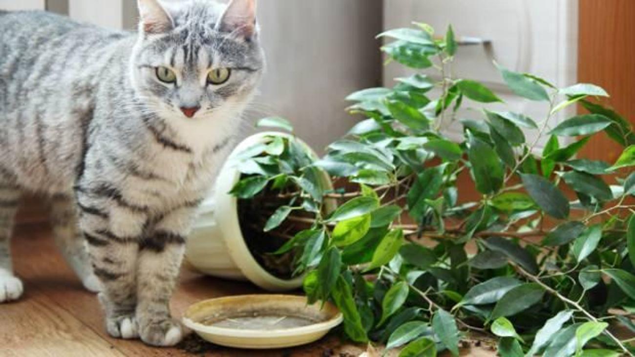 Kediler bitkilerden nasıl uzak tutulur? Pratik Bilgiler Haberleri