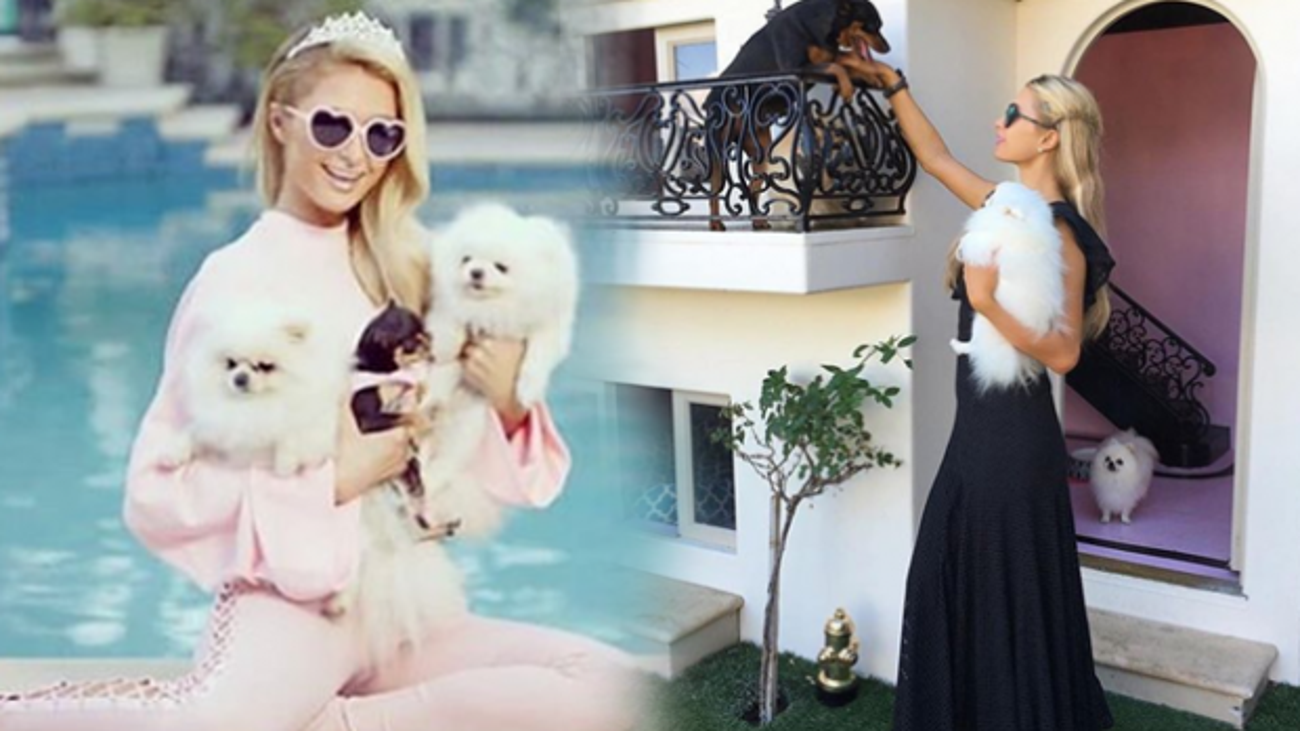 paris hilton köpeği