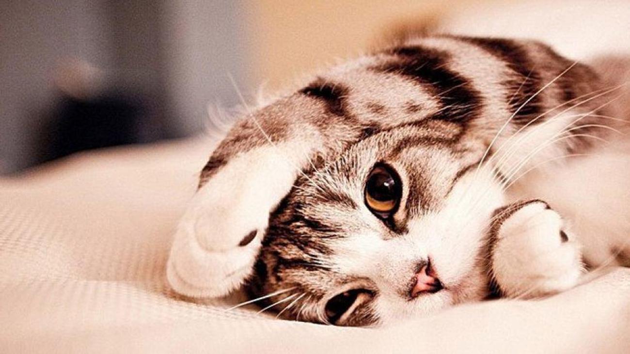 Kedilerin stresi nasıl önlenir? Kedi tüyünün dökülmesi nasıl önlenir