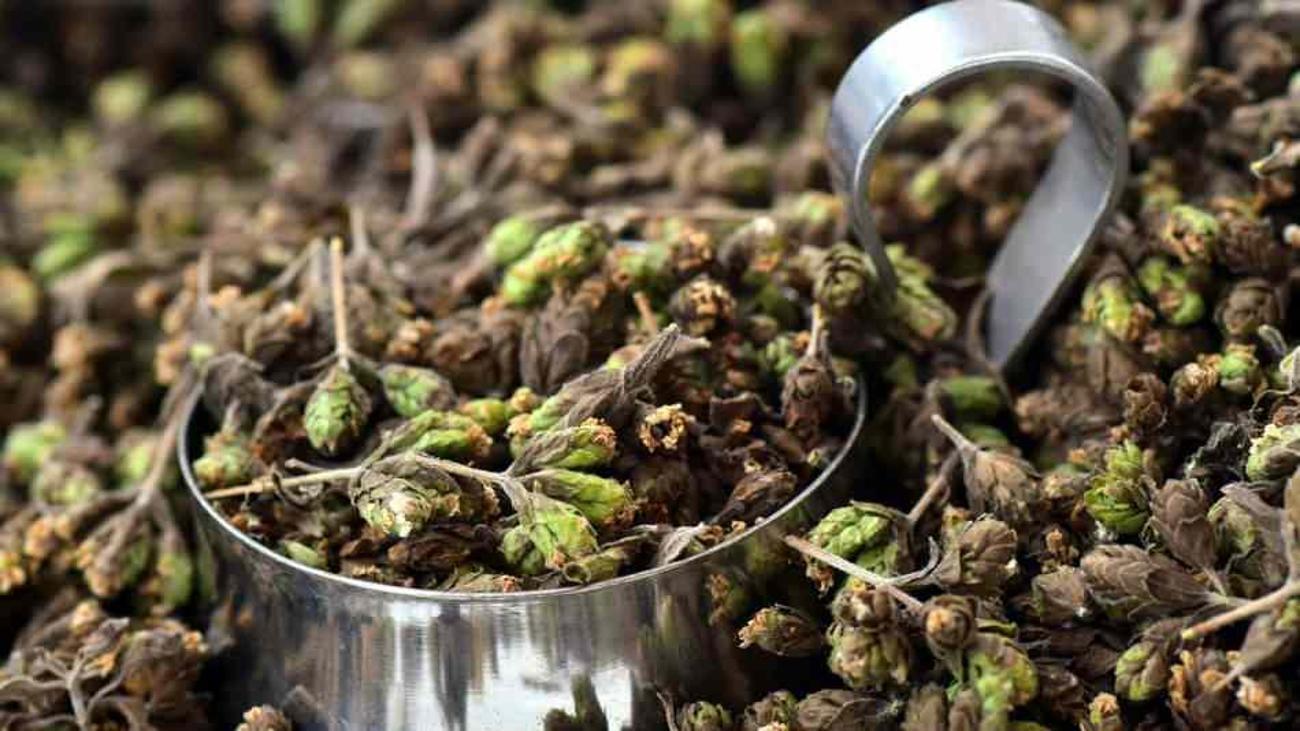 Misk otu nedir? Misk otu nasıl kullanılır? Misk otunun faydaları ...