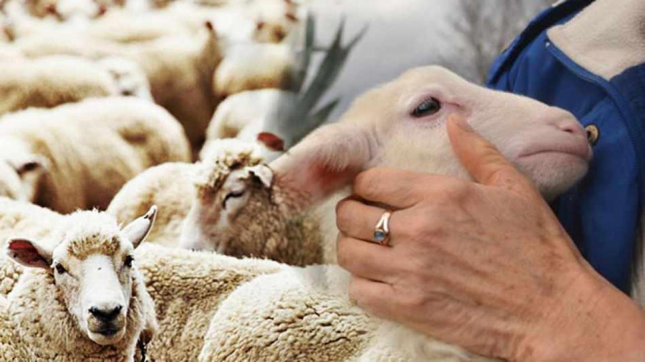 Kurban kesmenin faziletleri! Kurban kesmek farz mı? Masiva Haberleri