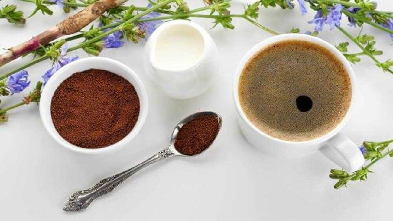 Metabolizma hızlandıran Hindiba Kahvesi nasıl yapılır? Diyet Haberleri