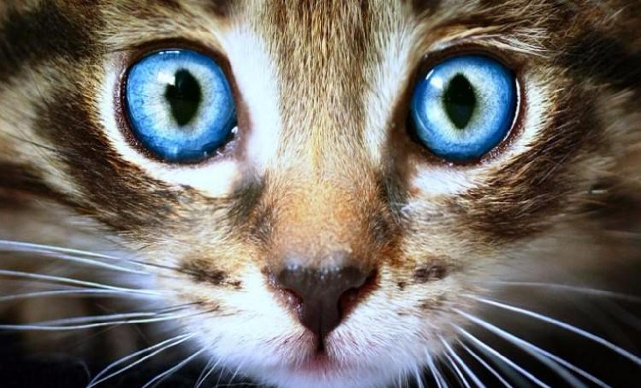 Kedinin gözüne bakarak saati söyleyebilir misiniz?