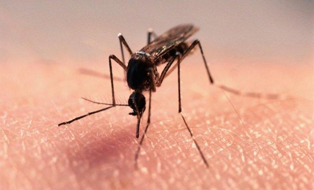 Sivrisineklerden kurtulmanın doğal formülü